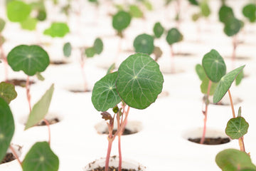 All Things Nasturtium