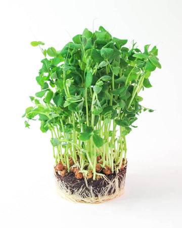 Tasty, Crunchy, Healthy