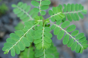 Edible Plants of Hong Kong: Part 1