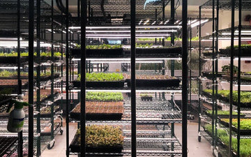 Can Urban Farming Make Hong Kong More Resilient in Times of Crisis?