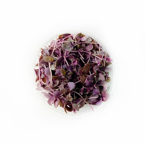 Purple Basil - Booster