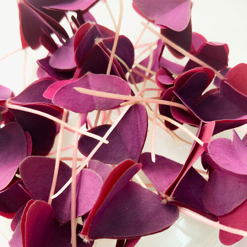 Purple Wood Sorrel - Garnish