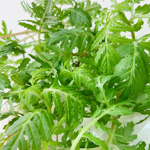 Tagete Gem - Garnish