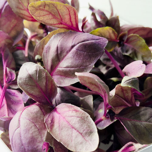 Purple Basil - Garnish