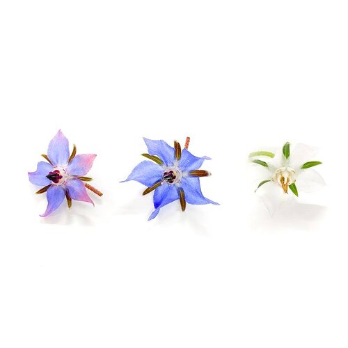 Borage - Edible Flowers
