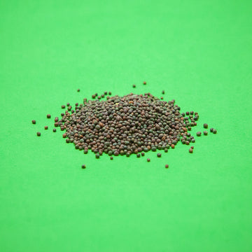 Broccoli Seeds