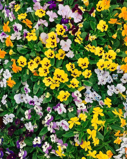 Viola - Beautiful and Easy to Grow