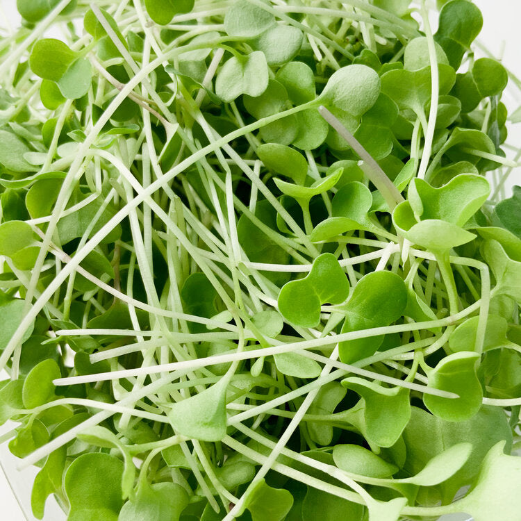 Micro Broccoli- WEEKLY SUBSCRIPTION