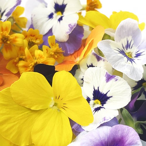 Viola mix - Edible Flowers