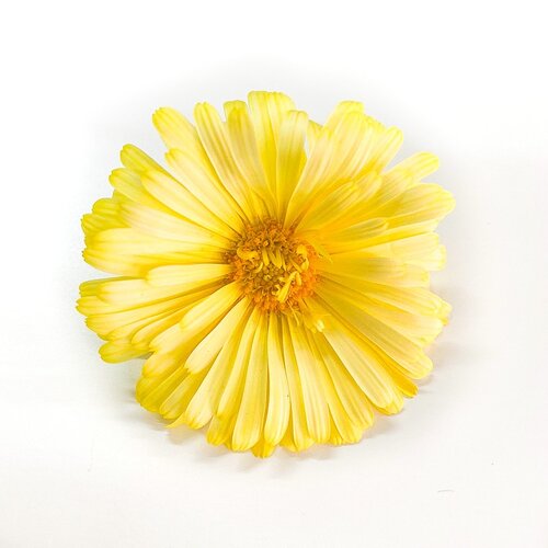 Calendula - Edible Flowers