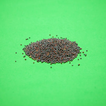 Mizuna Mustard Seeds